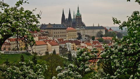Prague, Чешская республика, вид, деревья, цветение, весна, здание