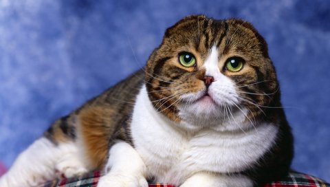 Кошка, чистокровный, лицо, ложь