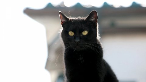 Кошка, черный, лицо