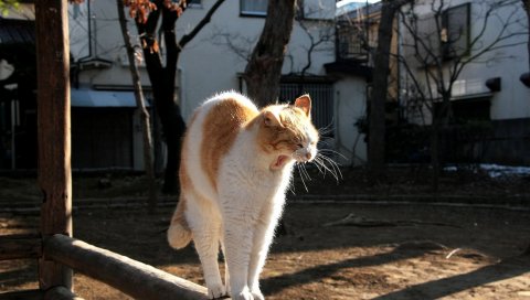Кошка, стрейч, зевая
