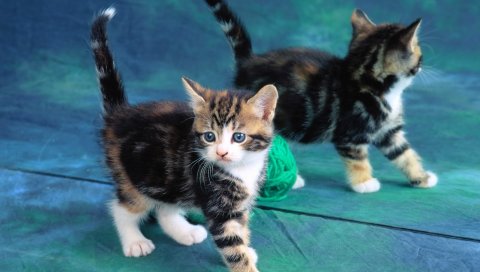 Котенок, ребенок, игривый, прогулка