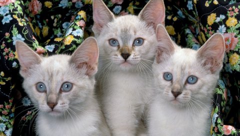 Котята, трое, дети