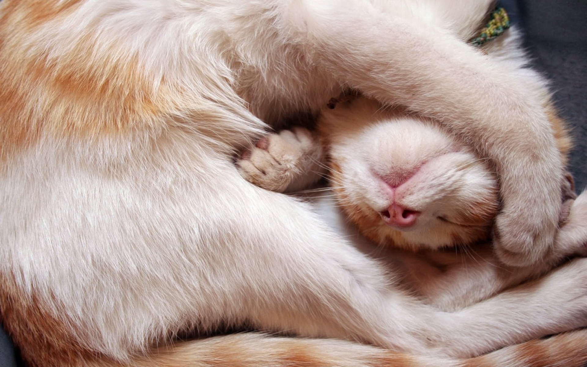 Почему животные спят клубком. Спящие котики.