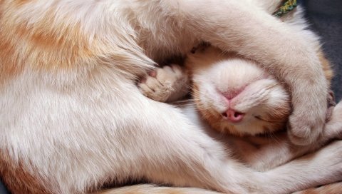 Кошка, сон, ноги, завиток