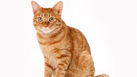 Кошка, красная, сидеть