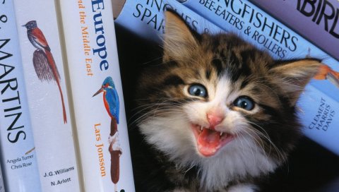 Котенок, крик, книги