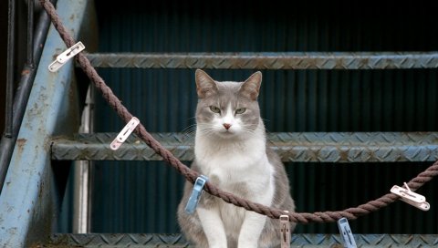 Кошка, лестница, сидеть, прищепки