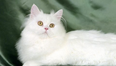 Кошка, пушистый, шелк, ложь