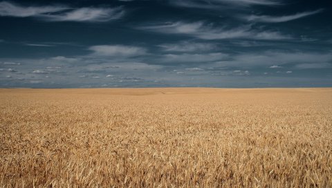 Поле, трава, небо, облака