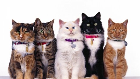 Кошки, много, красивые, ошейники