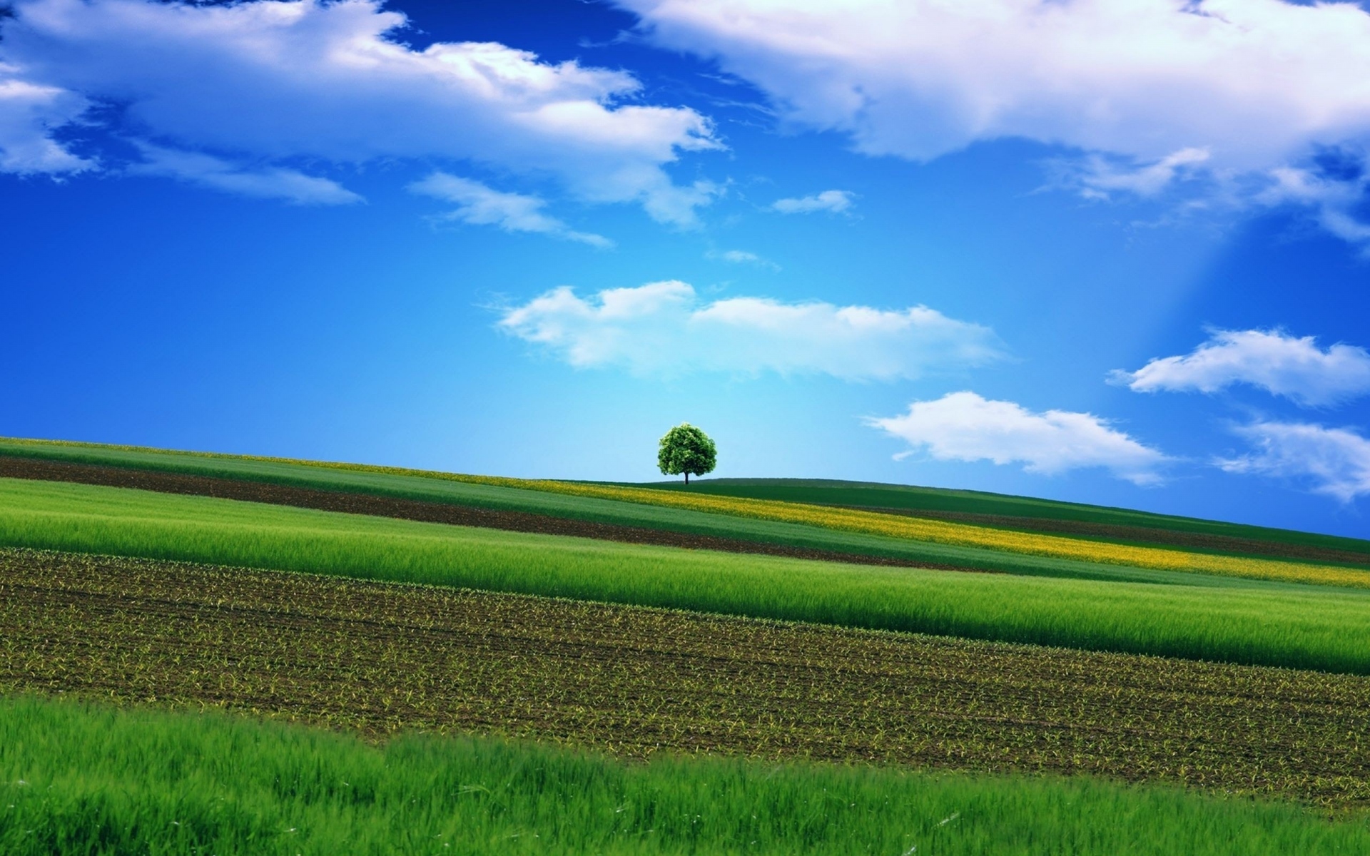 Картинки Поле, трава, небо, дерево, прекрасный фото и обои на рабочий стол