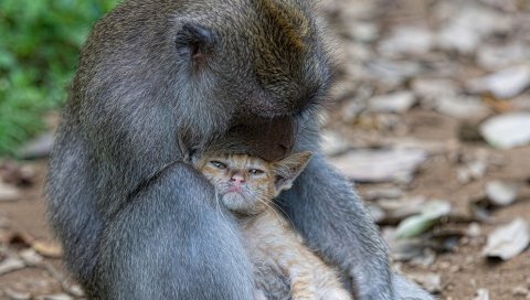 Обезьяна, кошка, друзья