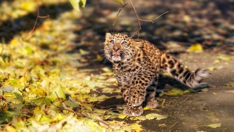 Листья, осень, леопард, котенок