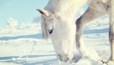 Лошадь, снег, кустарники, зима, голова