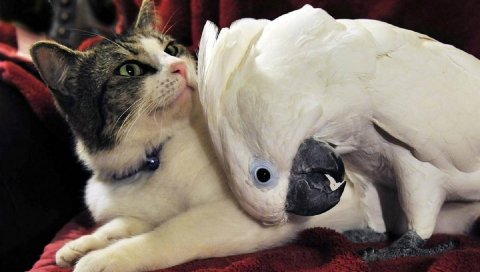 Кошка, попугай, друзья