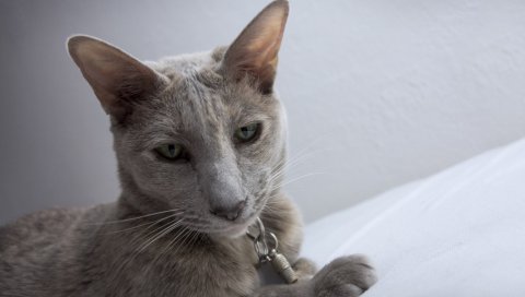 Кошка, нос, смешной, взгляд