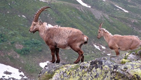 Горы, скалы, скалы, рога, горные козы