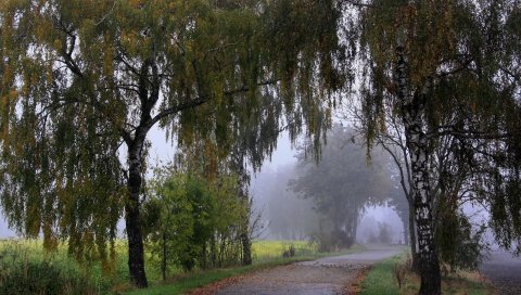 парк, прогулка, трава, деревья ,