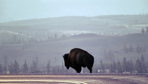 бизона, дорога, туман, стенд