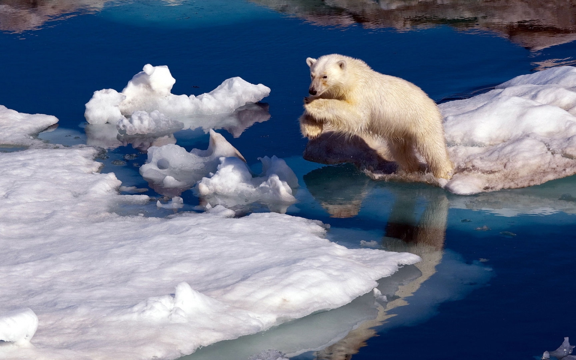 Картинки белый медведь, снег, прыжок, вода, лед фото и обои на рабочий стол