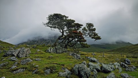 горы, туман, дерево, камни