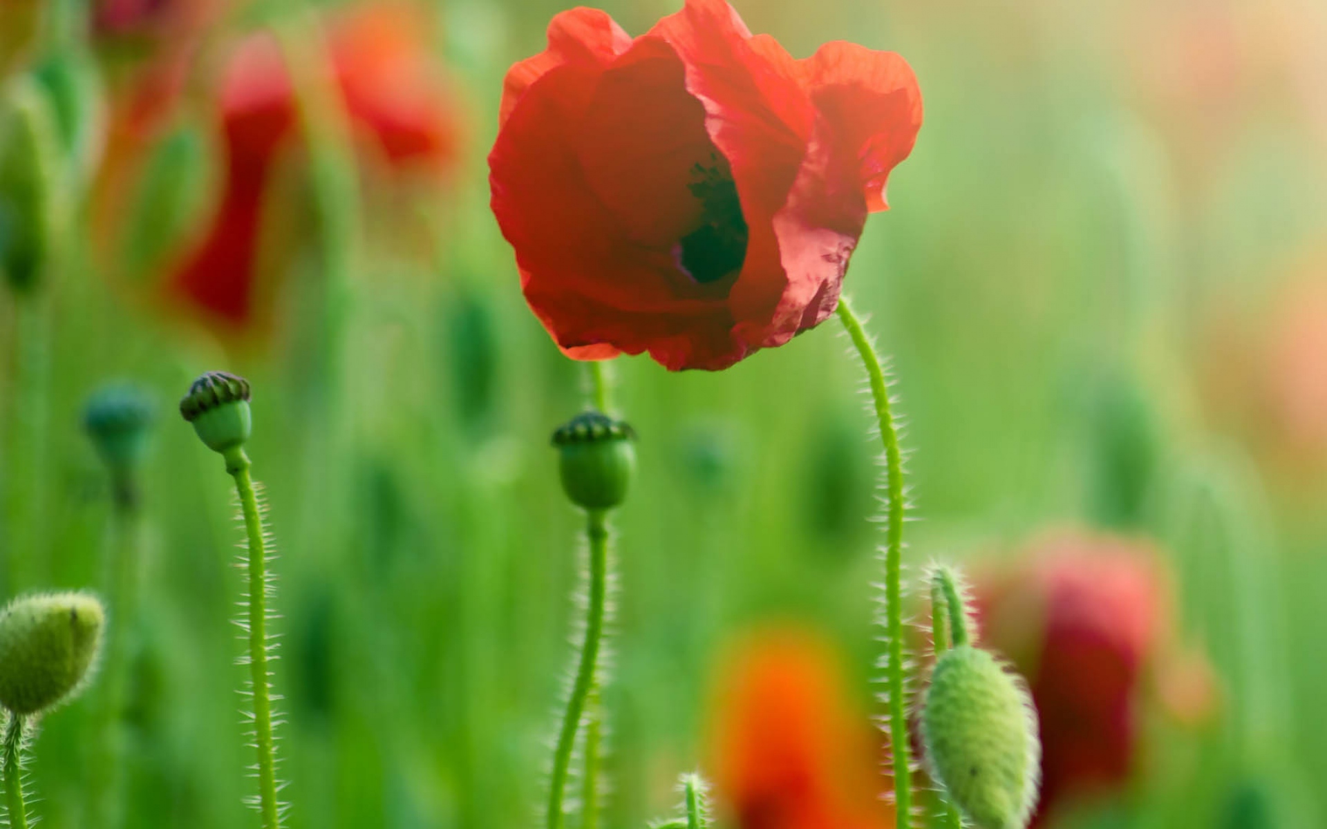 Картинки мак, травы, растения, лепестки фото и обои на рабочий стол