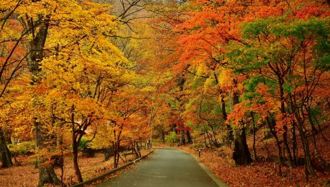 осень, парк, деревья, дорога