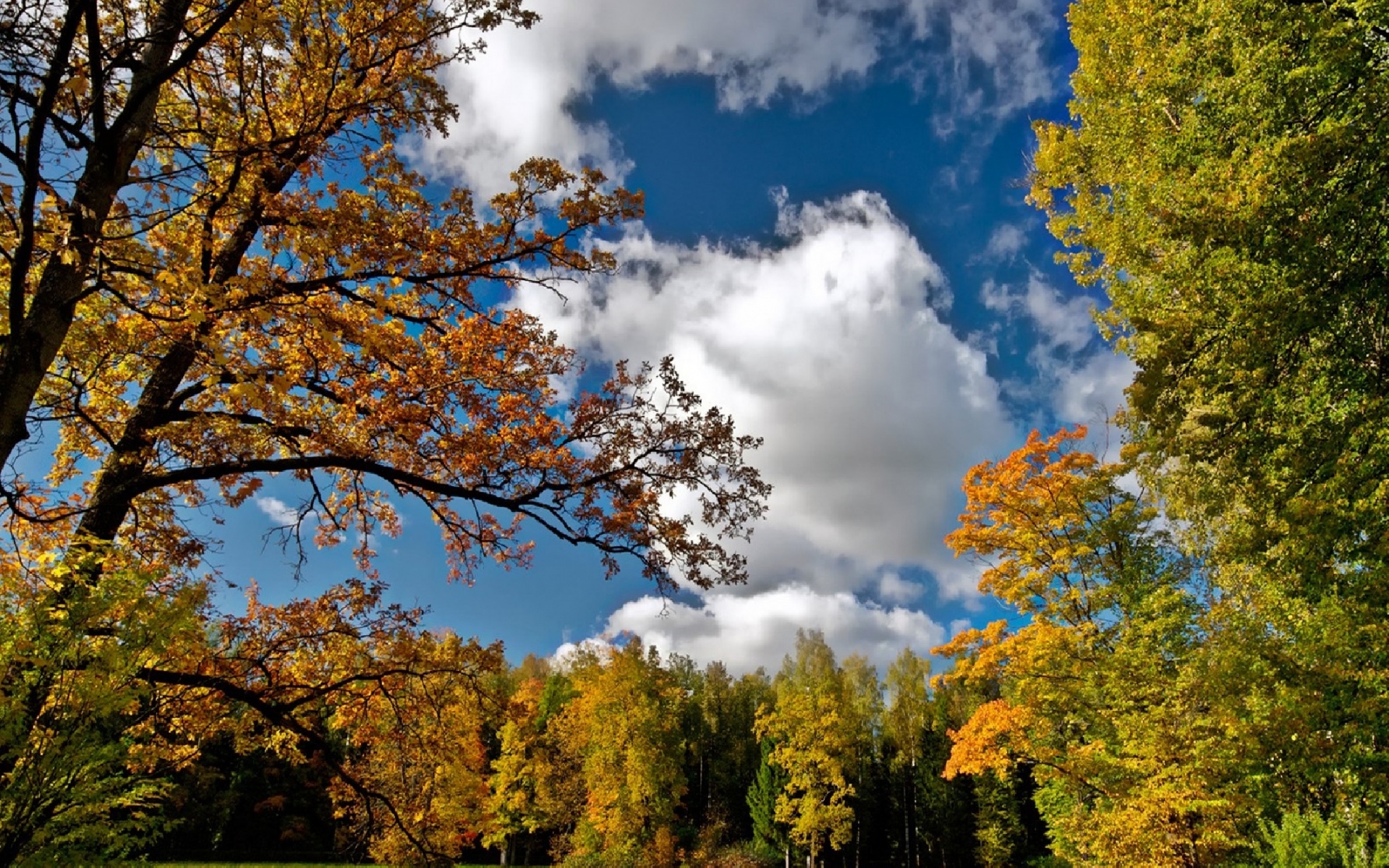 Картинки осень, небо, деревья, пейзаж фото и обои на рабочий стол