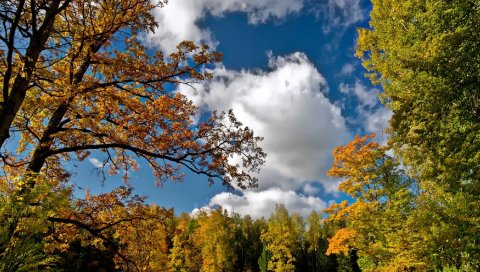 осень, небо, деревья, пейзаж