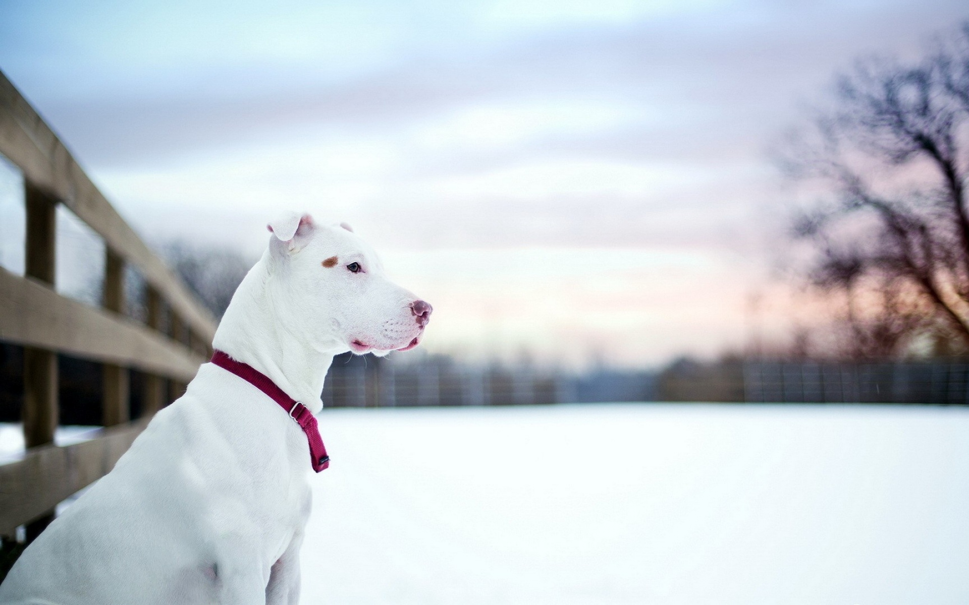 Картинки собака, снег, зима фото и обои на рабочий стол
