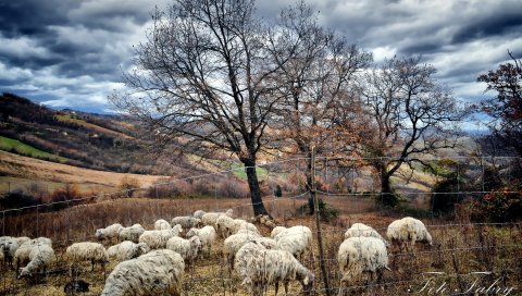 осенью , деревья, пастбища, овцы, табун