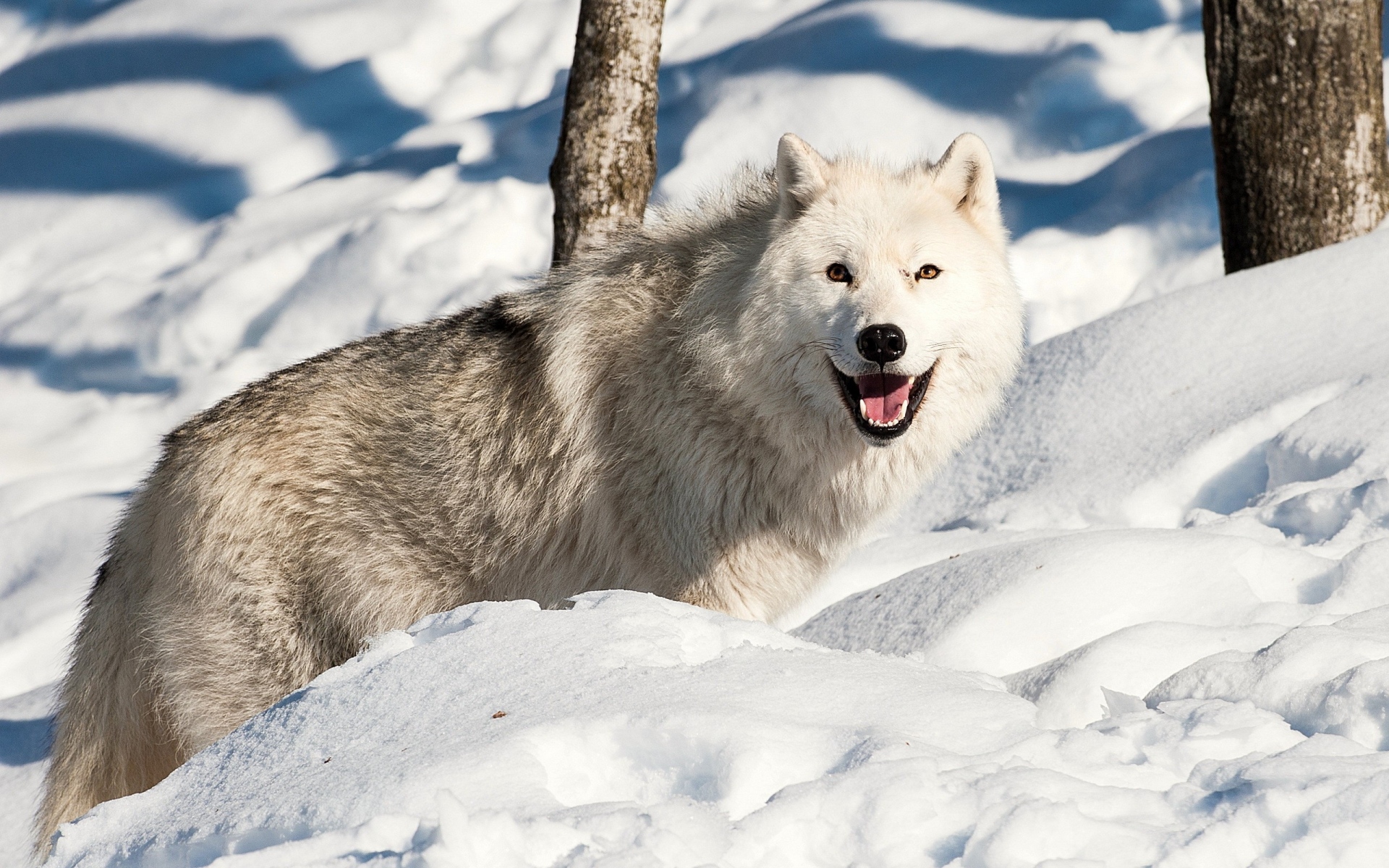 Картинки собака, волк, снег, зима фото и обои на рабочий стол