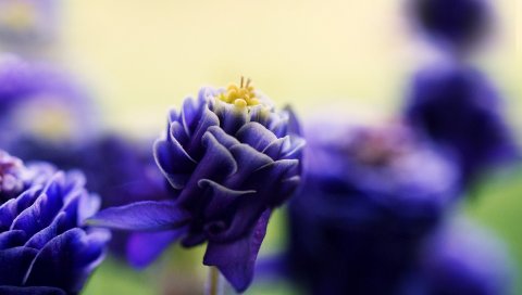 цветы, красивые, лепестки, бутон