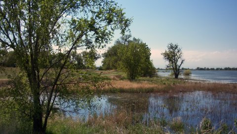 озеро, дерева, природа