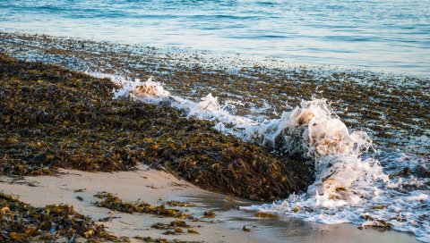 море, пена, морские водоросли, пейзаж