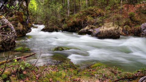 лес, река, поток, природа