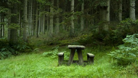 лес, луг, скамейки, стол, пейзаж