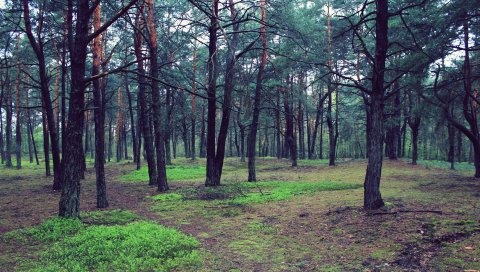 лес, деревья, природа, пейзаж