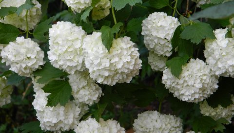 кустарники, цветы,листья