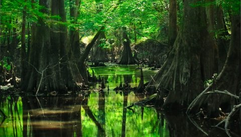 лес, деревья, водные