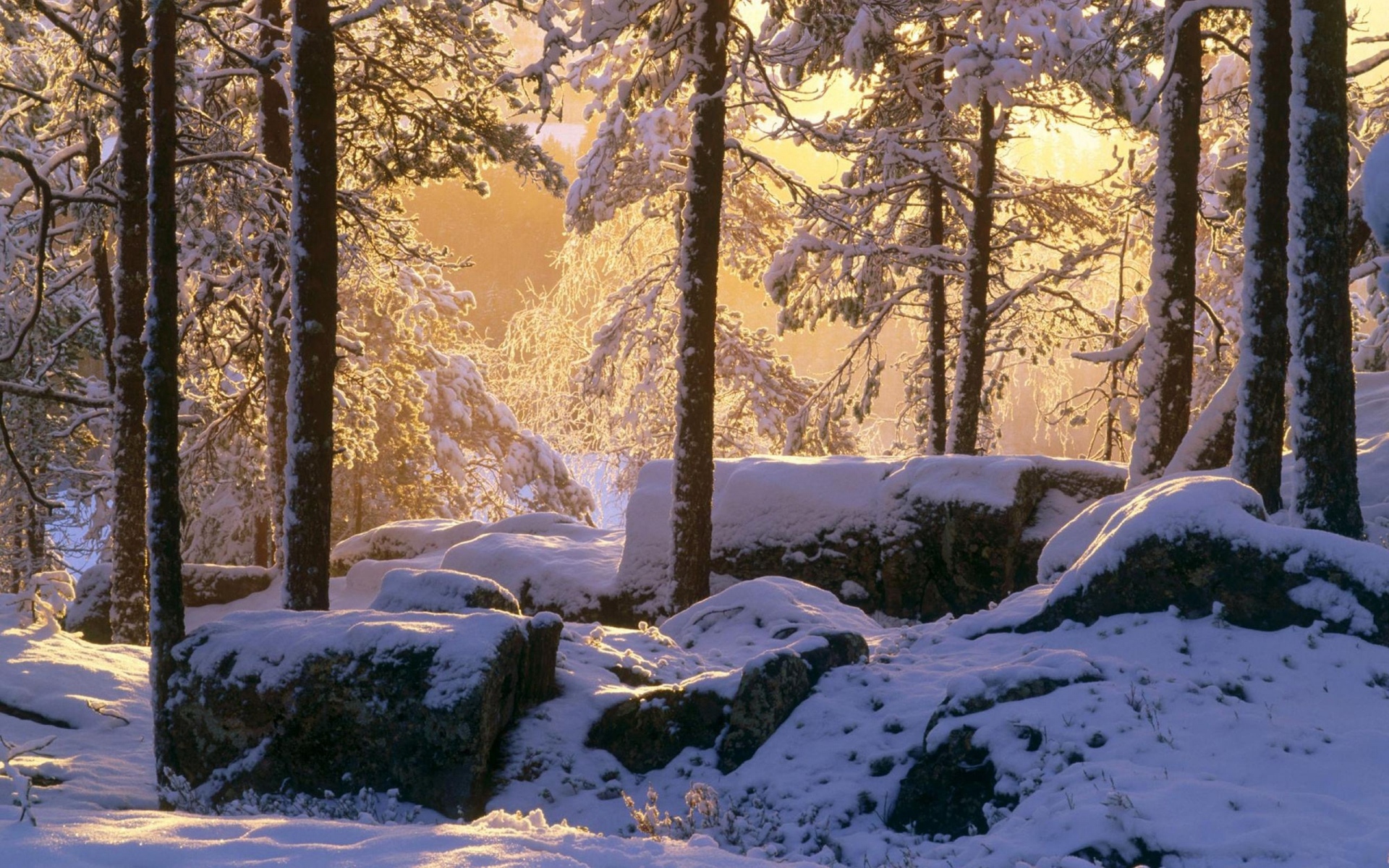 Картинки зима, деревья, лес, тень фото и обои на рабочий стол