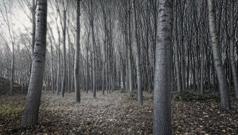 деревья, осень, природа, серые