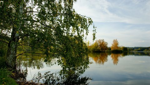 дерева, река, трава, лето
