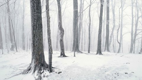 дерева, зима, снег, свето