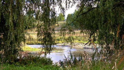 река, трава, деревья ,