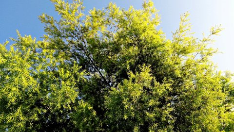 дерево,лист, свет, лето, небо