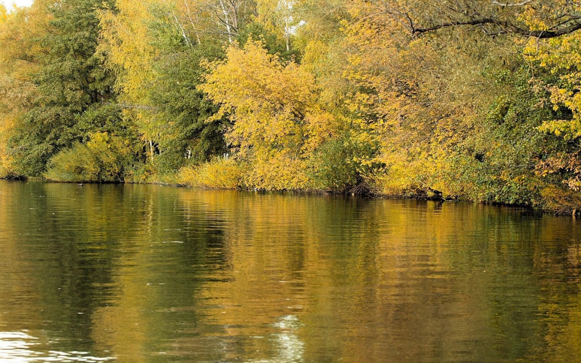 Картинки река, деревья, трава, осень, отражение фото и обои на рабочий стол