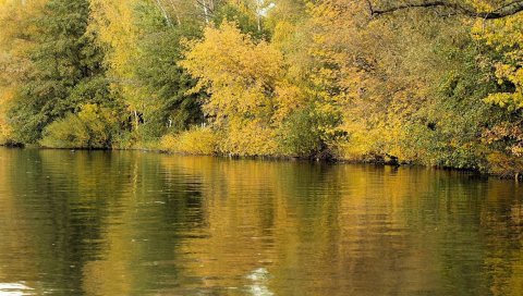 река, деревья, трава, осень, отражение