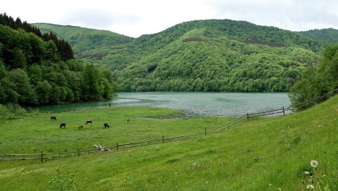 поле, трава, лето, красивый, дерево
