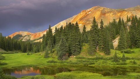 лес, деревья, трава, красивые, лето